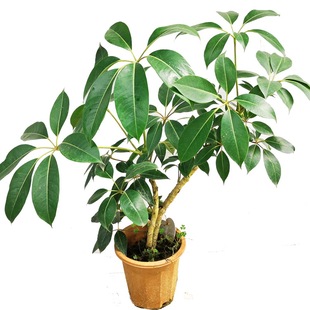 日本大叶伞保罗一物一拍室内大型绿植办公室植物盆栽