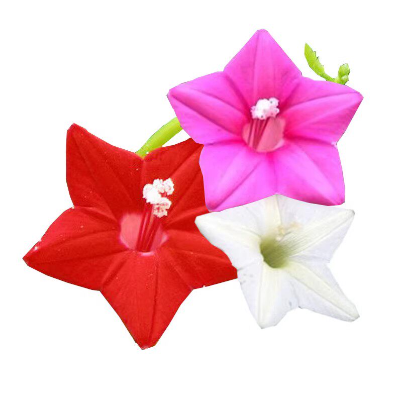 爬藤垂吊花卉种籽种子易种攀援