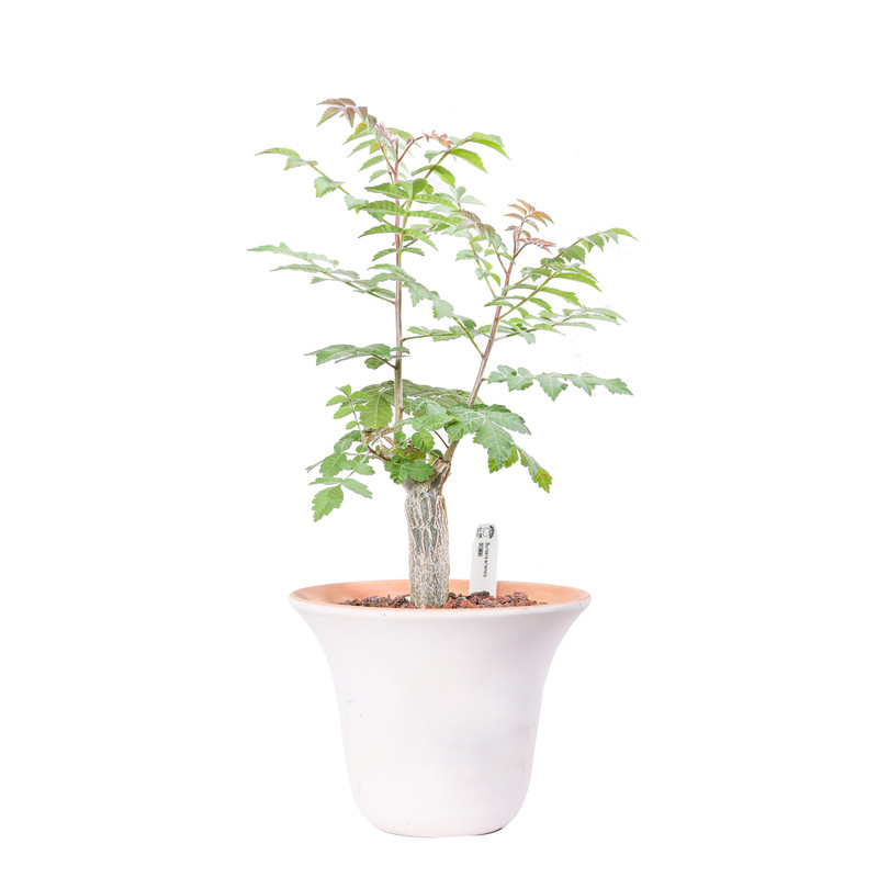 【朴原】阿瑞斯裂榄 Bursera ariensis 橄榄盆栽阳台绿植芳香盆景