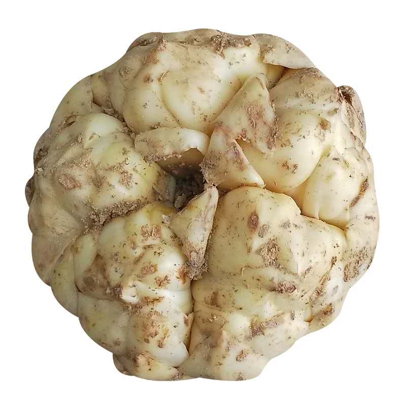 食用鲜百合产地现挖现发