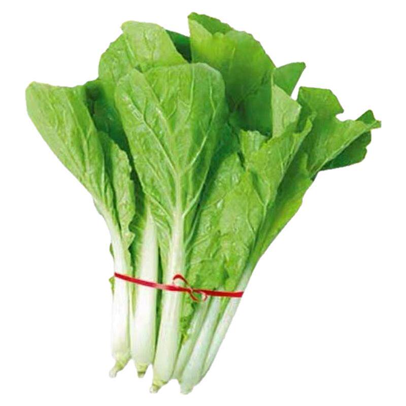四季奶油白菜籽种大全快菜种籽