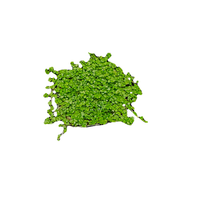 吸水石珍珠草盆景绿植爬藤植物