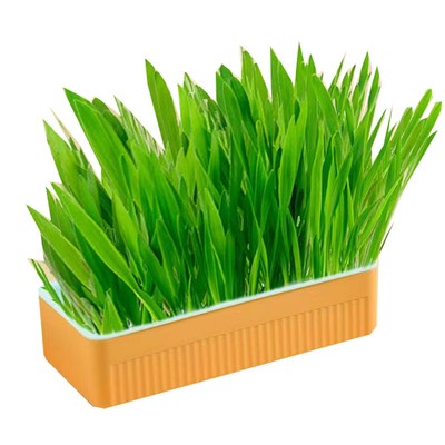 狗草狗可以吃的草狗狗食用草猫草宠物排毛球猫草无土育苗盘猫草杯