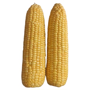 黄糯589糯玉米种子糯米种粘甜传统黄糯老品种籽玉米四季春季种孑