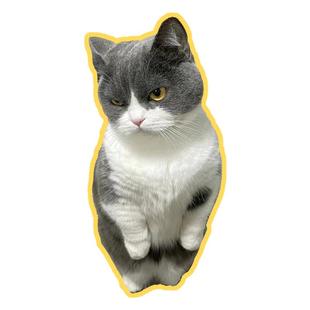 猫咪宠物贴纸定制DIY猫猫表情包大头贴行李箱贴画照片打印防水