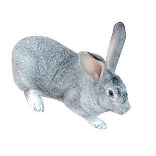 大型肉兔活体成年种兔大兔子比利时新西兰大体肉兔健康可繁殖包邮