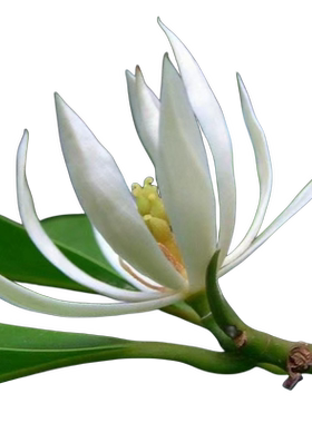 【特级大苗】白兰花玉兰树苗