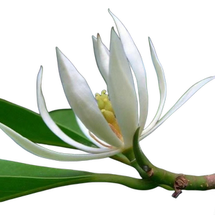 白兰花玉兰花大树苗带花苞矮化老桩盆栽紫黄角黄果兰花卉绿植植物