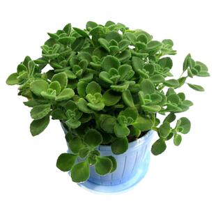 碰碰香盆栽一抹香室内观叶植物客厅驱蚊清香花卉净化空气绿植包邮