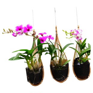 兰花 石斛兰 粉黛泼墨秋石斛带花四季开花室内外盆栽花卉吊篮植物