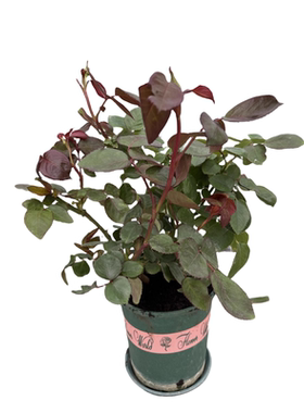 新浅樱桃1加仑 浓香扦插栽好中苗绿植盆栽花卉庭院阳台月季花苗