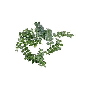 新鲜清香木可食用蛋糕烘培点缀西餐酒店日料摆盘装饰花草胡椒木叶