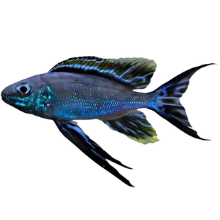 三湖慈鲷坦湖马鲷鲁兹巴蓝波热带淡水活体宠物生态鱼苗鱼观赏家养