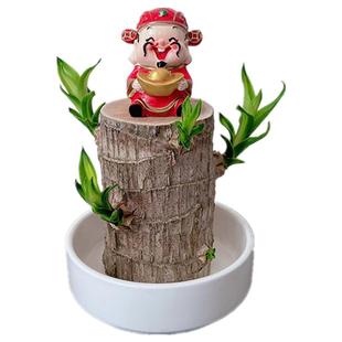 巴西木带芽多芽幸运木观叶水培开花防辐射客厅室内阳台书房绿植