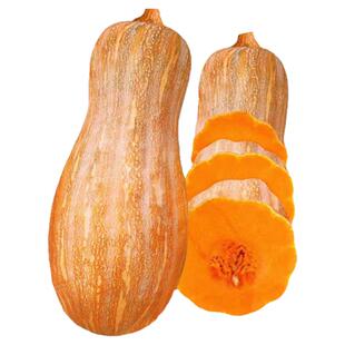 蜂蜜南瓜种子早熟大果蜜本南瓜粉糯甜蜜品质上乘口感优良春秋南瓜