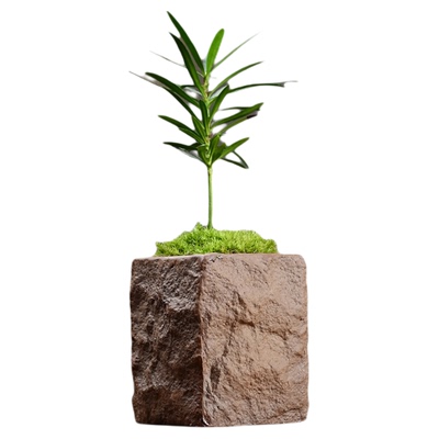 兰姿维家居绿植盆栽摆件