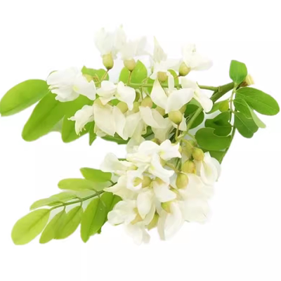 洋槐树苗庭院行道刺槐树