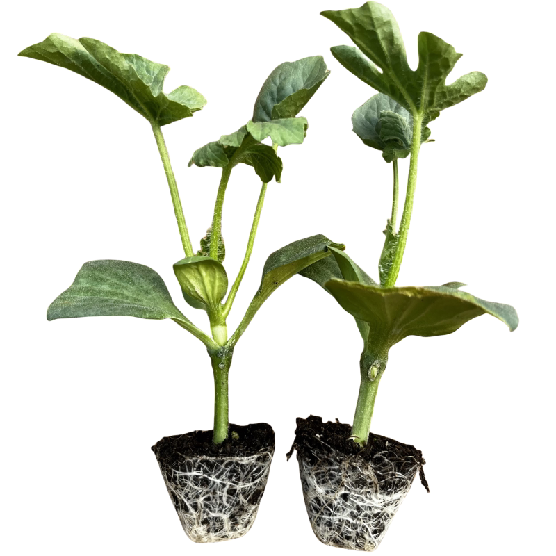 西瓜苗秧嫁接苗8424麒麟美都带土壮苗超甜高产南方阳台水果蔬菜苗