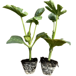 西瓜苗嫁接8424美都麒麟无籽秧高产早熟超甜南方阳台盆栽露天地栽