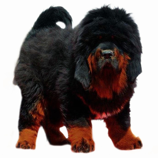 纯种藏獒幼犬双血统宠物狗狗活体小狗活物幼崽狮王铁包金雪獒犬