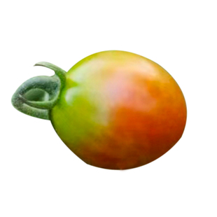 海蒂的花园番茄苗盆栽秧苗青甜2号釜山88千禧阳台蔬菜苗果蔬海妈