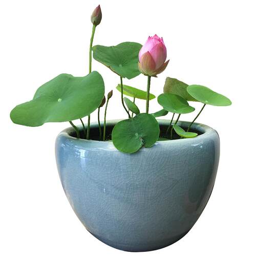 虹越碗莲种藕水培植物迷你荷花夏季耐热睡莲花水养鱼夏季阳台盆栽