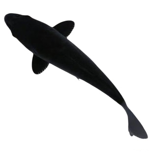 纯种精品日本锦鲤黄金黑金白金火鲤好养活淡水冷水鱼鱼苗包邮包活