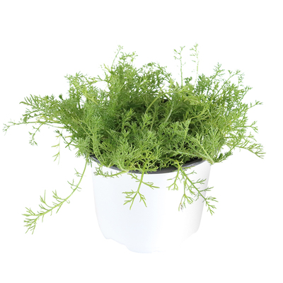 德国洋甘菊芳香可食用阳台好看