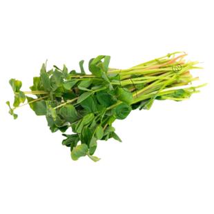 蚕豆种子 芽苗菜微型蔬菜Sprouting Fava Beans Microgreens Seed