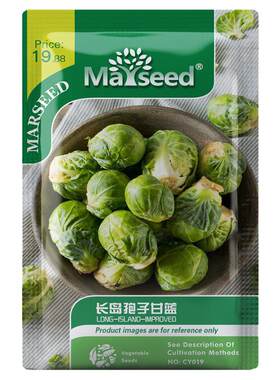 长岛孢子甘蓝卷心包心蔬菜种子
