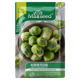 推荐古老传家宝长岛孢子甘蓝卷心包心耐寒抱子甘蓝地载种子孑籽苗