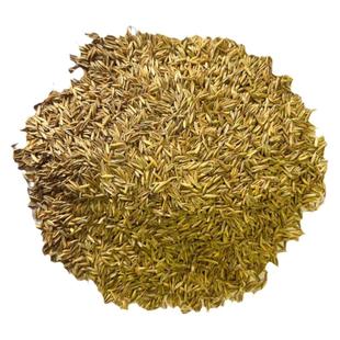 草坪种子护坡绿化草籽四季常青狗牙根马尼拉百慕大高羊茅草皮种籽