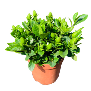 栀子花盆栽带花苞室内好养的四季花卉盆栽观花植物常年开花卉盆栽