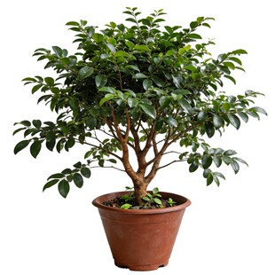 四季嘉宝果苗树葡萄庭院盆栽地栽耐寒特大嫁接南北方种植当年结果