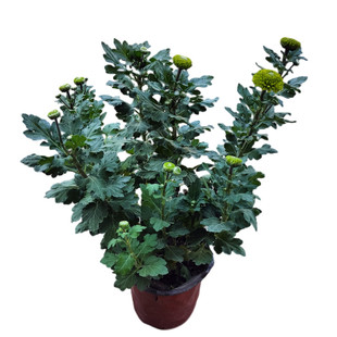 乒乓菊盆栽带花苞阳台庭院重瓣球形菊花苗春秋花期长花卉耐寒