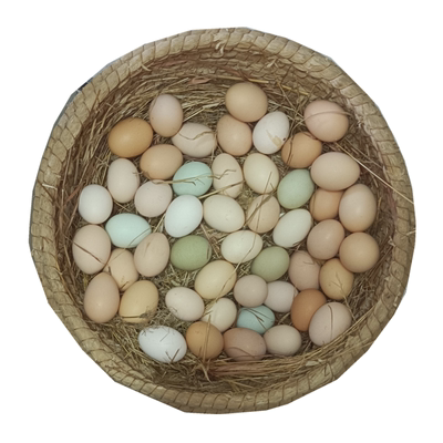 正宗散养土鸡蛋新鲜农村野外月子孕妇本绿乌柴鸡蛋虫草笨鸡蛋50枚