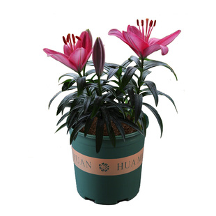 香水百合种球土培套装浓香型四季多苞花卉绿植盆栽庭院阳台多年生
