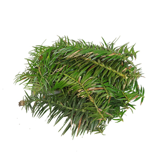 新鲜杉树叶真叶子绿色园艺布景装饰道具压花书签插花煮茶泡脚薰肉