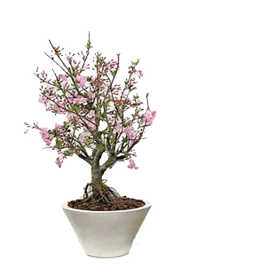 垂丝海棠树苗盆栽老桩耐寒植物室内花卉四季开花盆景好养鲜花绿植