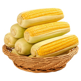 广东清远农家玉米原生态种植新鲜蔬菜产地直供营养健康鲜甜脆爽口