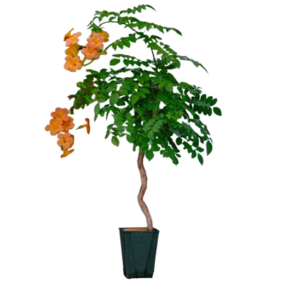 凌霄花苗爬藤当年开花老桩带花苞