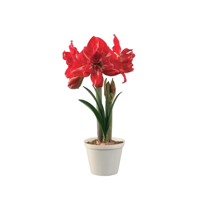 【30天爆花】进口朱顶红重瓣带芽