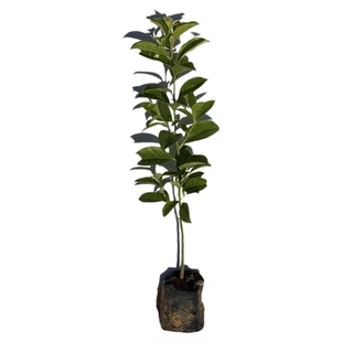 铁冬青树苗红果白银木万紫千红树苗盆栽常绿行道庭院绿化观赏树