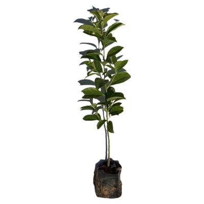 红果铁冬青树苗庭院观赏树常绿