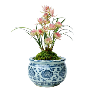 【好运牡丹】兰花苗浓香夏秋带花苞室内名贵盆栽花卉四季建兰绿植