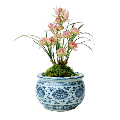 【好运牡丹】兰花苗浓香夏秋带花苞室内名贵盆栽花卉四季建兰绿植