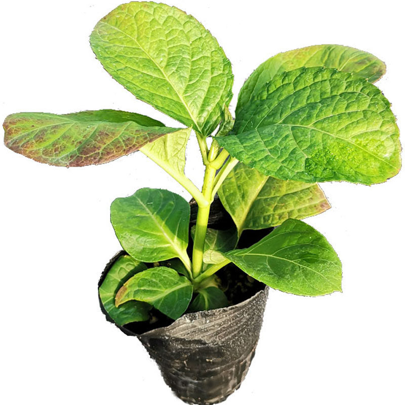 1.进口绣球花苗花卉盆栽植物彩色梦想卡伦细高跟惠子小姐4棵包邮