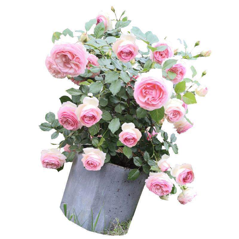 粉色龙沙宝石藤本月季花蔷薇花苗