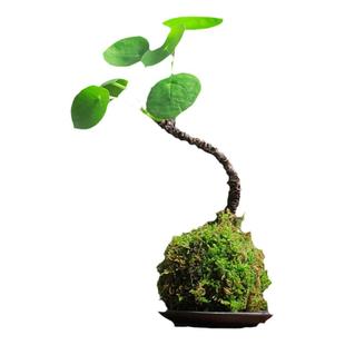 禅意盆栽镜面草多肉植物吸毒草金线老桩铜钱草爬藤植物室内绿植