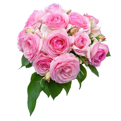 基地自产藤本月季苗包对版